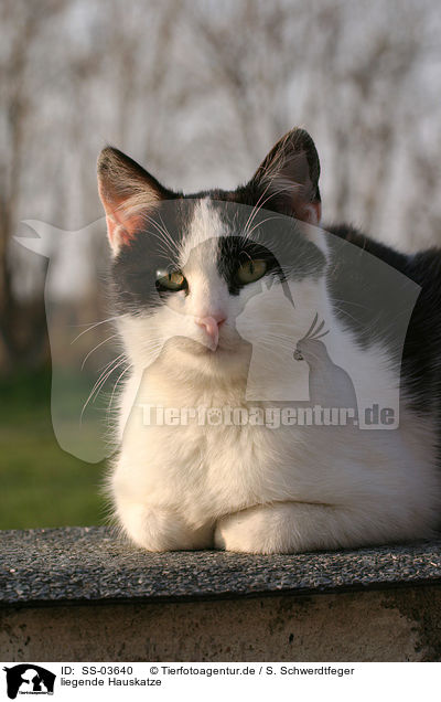 liegende Hauskatze / lying domestic cat / SS-03640