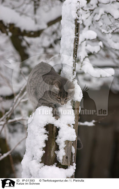 Katze im Schnee / cat in snow / IP-01393