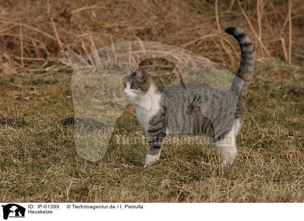 Hauskatze / domestic cat / IP-01399