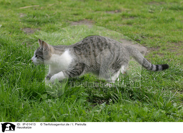 Hauskatze / domestic cat / IP-01413