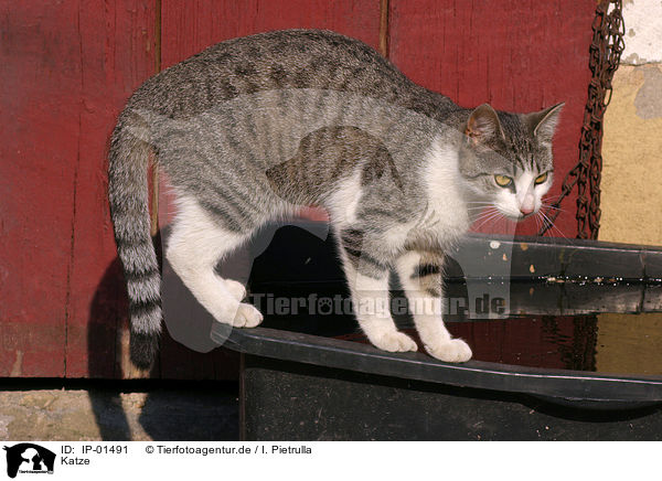 Katze / domestic cat / IP-01491