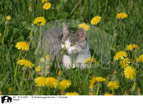 Katze / domestic cat / IP-01493