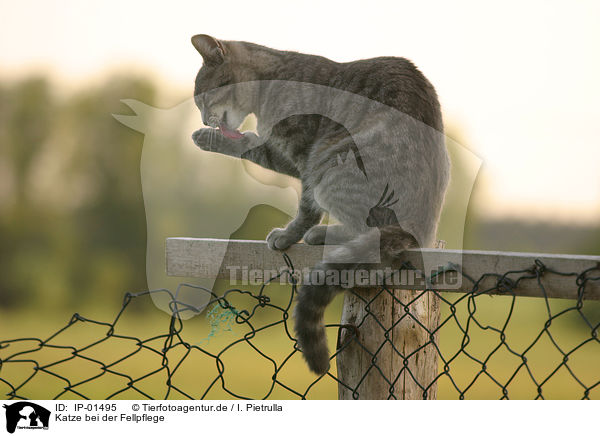Katze bei der Fellpflege / cleaning cat / IP-01495