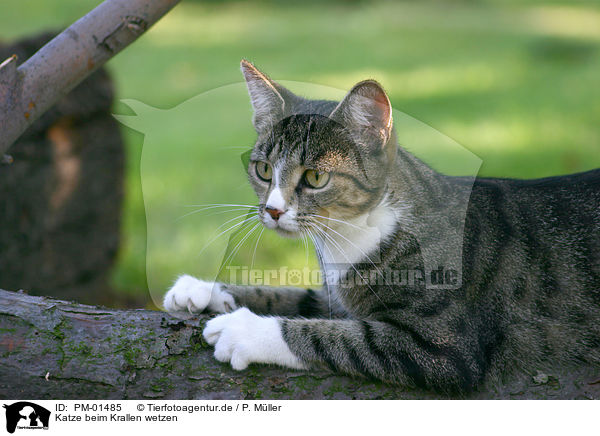 Katze beim Krallen wetzen / scratching cat / PM-01485
