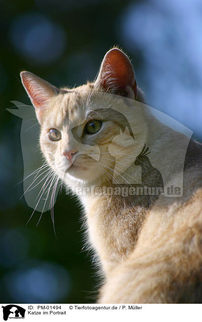Katze im Portrait / cat head / PM-01494