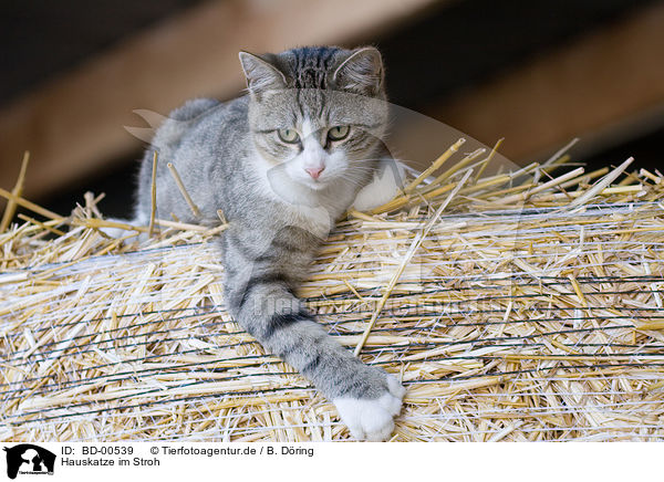 Hauskatze im Stroh / BD-00539