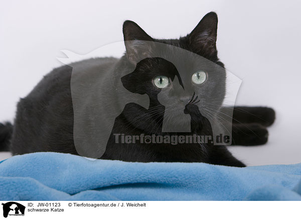 schwarze Katze / black cat / JW-01123