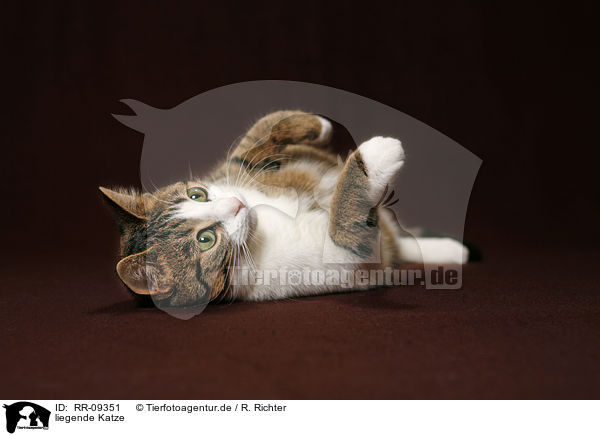 liegende Katze / lying cat / RR-09351