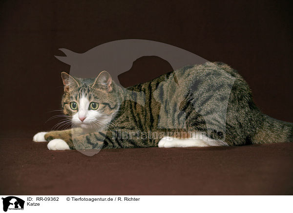 Katze / domestic cat / RR-09362