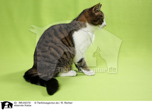 sitzende Katze / sitting cat / RR-09379