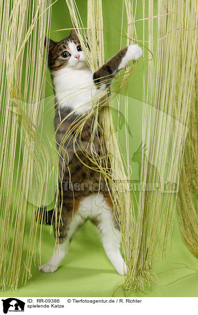 spielende Katze / playing cat / RR-09386