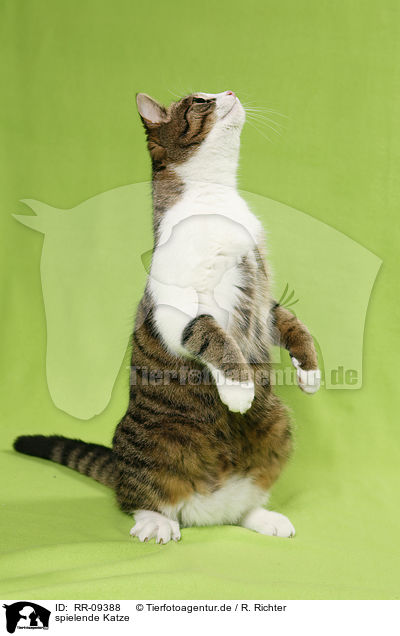 spielende Katze / playing cat / RR-09388