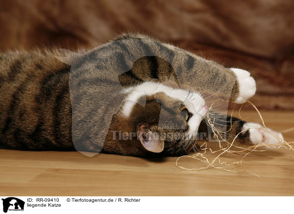 liegende Katze / lying cat / RR-09410