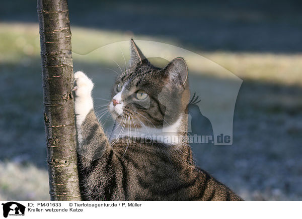Krallen wetzende Katze / cat / PM-01633