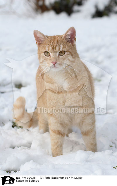 Katze im Schnee / cat in snow / PM-02035