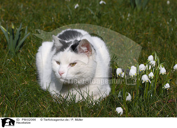 Hauskatze / PM-02066