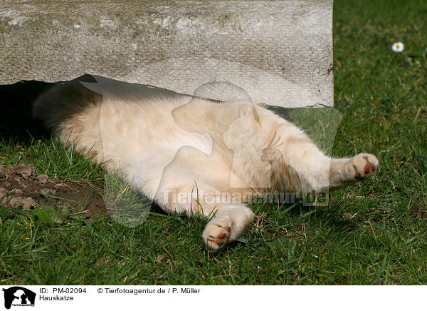 Hauskatze / domestic cat / PM-02094