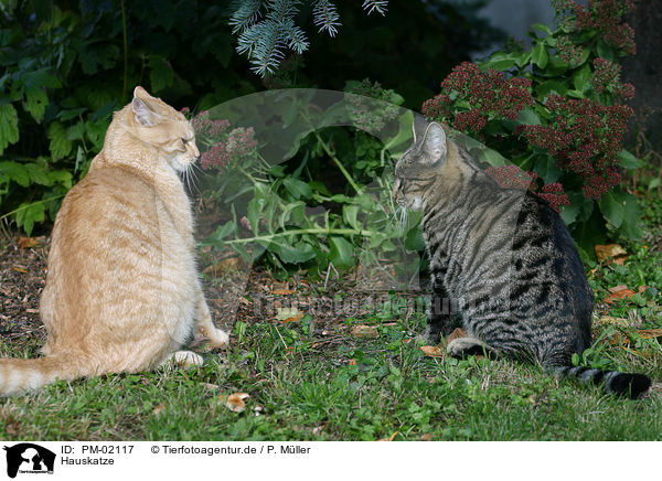 Hauskatze / domestic cat / PM-02117