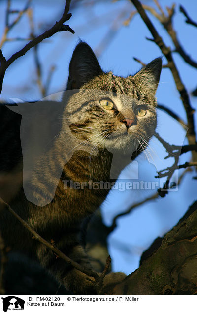Katze auf Baum / cat on tree / PM-02120