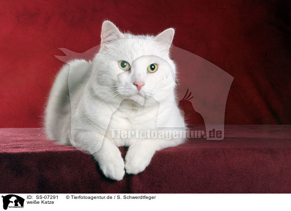 weie Katze / white cat / SS-07291