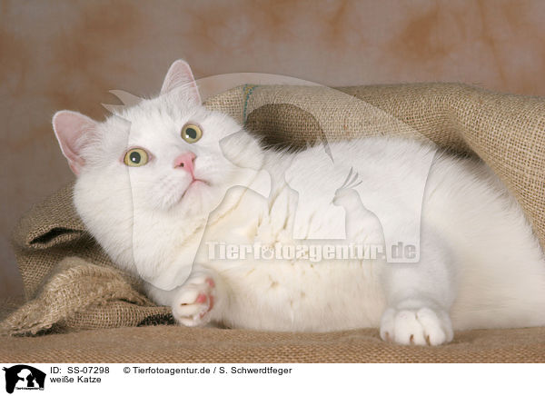 weie Katze / white cat / SS-07298