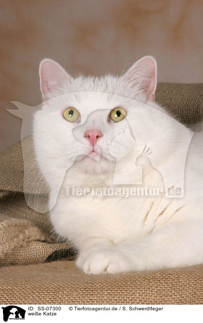 weie Katze / white cat / SS-07300
