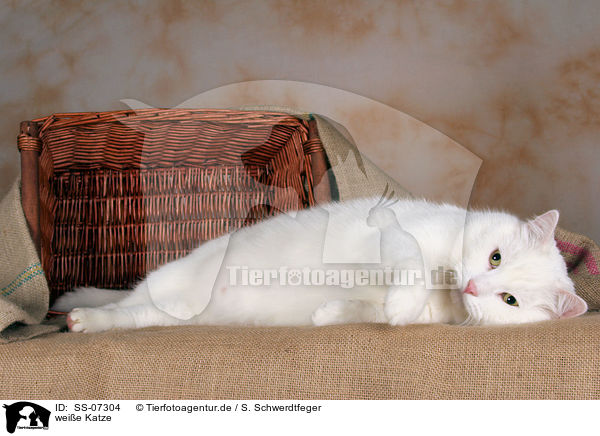 weie Katze / white cat / SS-07304