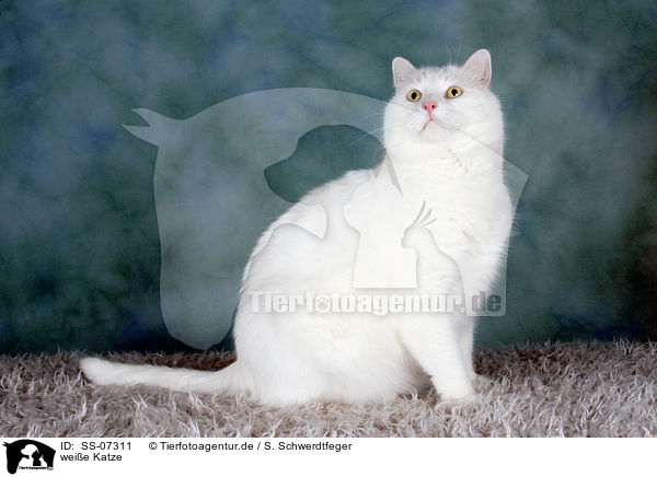 weie Katze / white cat / SS-07311