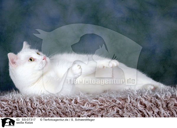 weie Katze / white cat / SS-07317