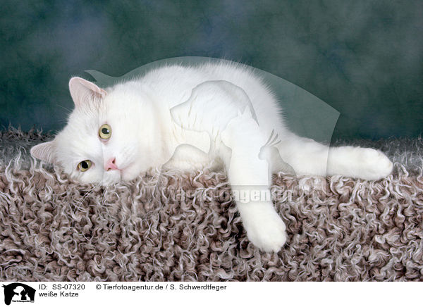 weie Katze / white cat / SS-07320