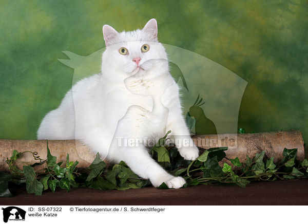 weie Katze / white cat / SS-07322