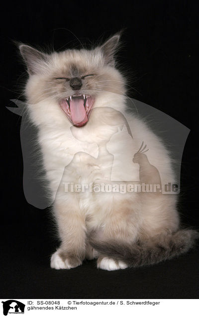 ghnendes Ktzchen / yawning Sacred Birman kitten / SS-08048