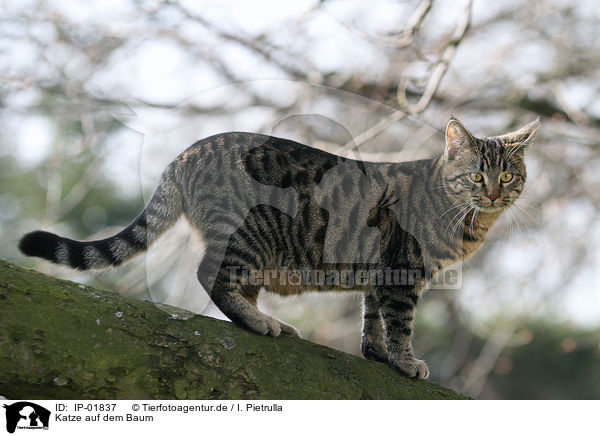 Katze auf dem Baum / cat on tree / IP-01837