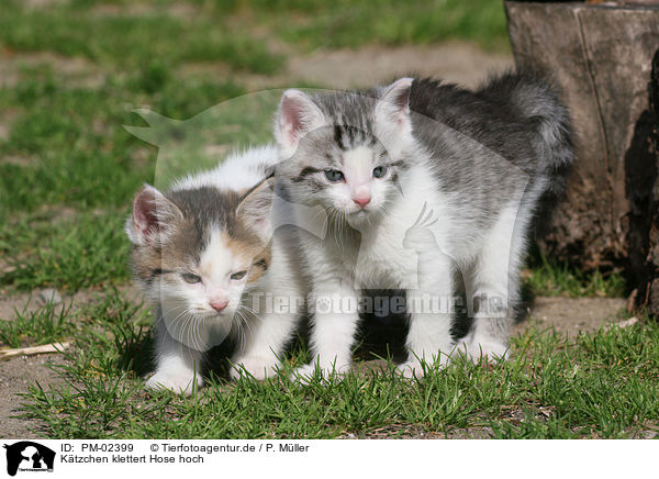 Ktzchen klettert Hose hoch / kitten / PM-02399