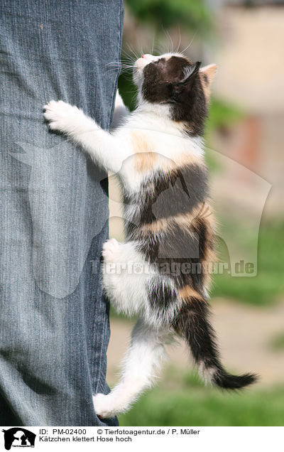 Ktzchen klettert Hose hoch / kitten / PM-02400