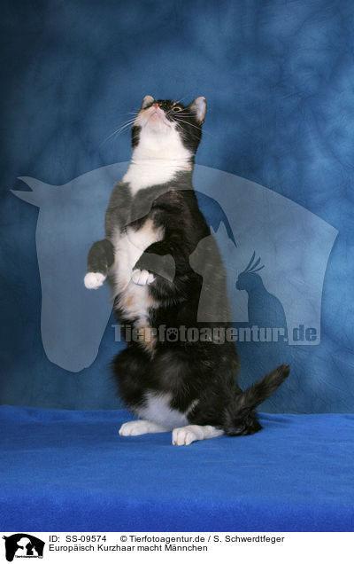 Europisch Kurzhaar macht Mnnchen / begging European shorthair / SS-09574