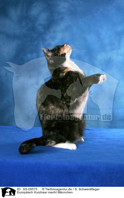 Europisch Kurzhaar macht Mnnchen / begging European shorthair / SS-09575