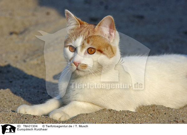 Europisch Kurzhaar / European Shorthair / TM-01304