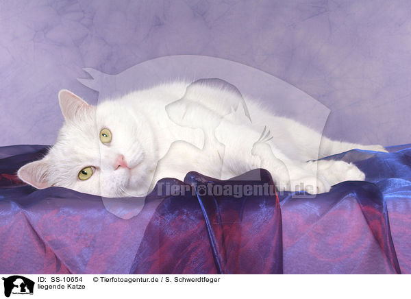 liegende Katze / lying cat / SS-10654