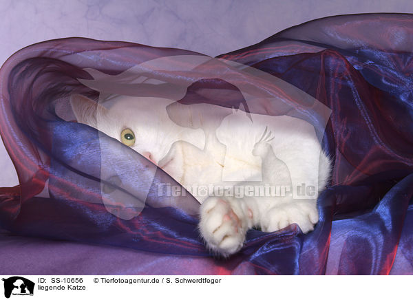 liegende Katze / lying cat / SS-10656