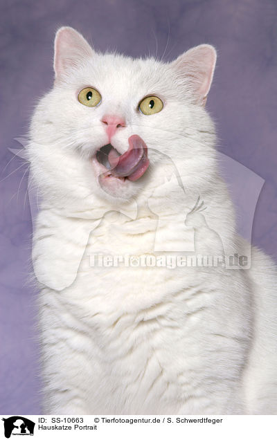 Hauskatze Portrait / domestic cat Portrait / SS-10663