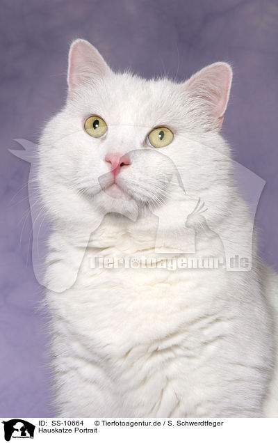 Hauskatze Portrait / domestic cat Portrait / SS-10664