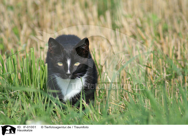 Hauskatze / IF-01001