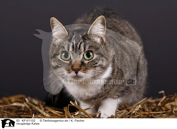 neugierige Katze / curiosity cat / KF-01102