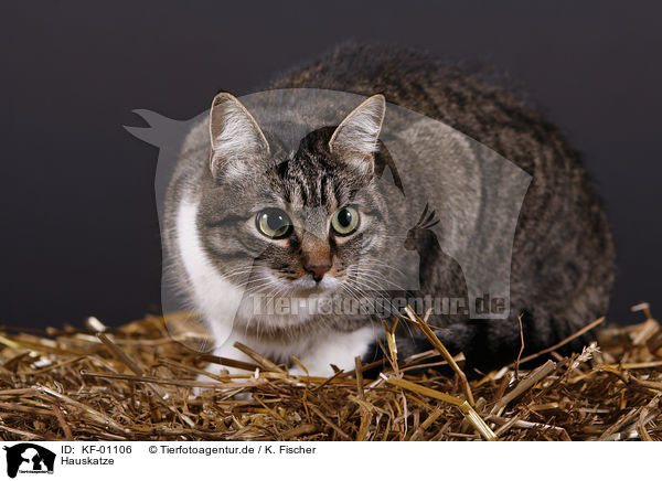 Hauskatze / domwstic cat / KF-01106