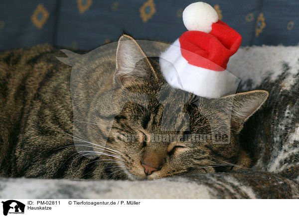 Hauskatze / domestic cat / PM-02811