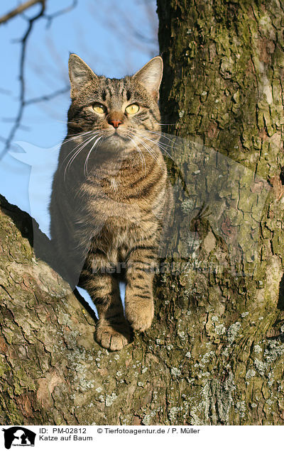 Katze auf Baum / cat on a tree / PM-02812
