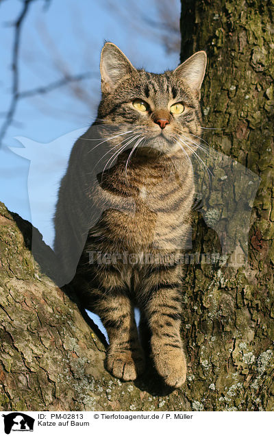 Katze auf Baum / cat on a tree / PM-02813