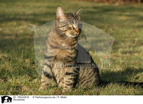 Hauskatze / domestic cat / PM-02816