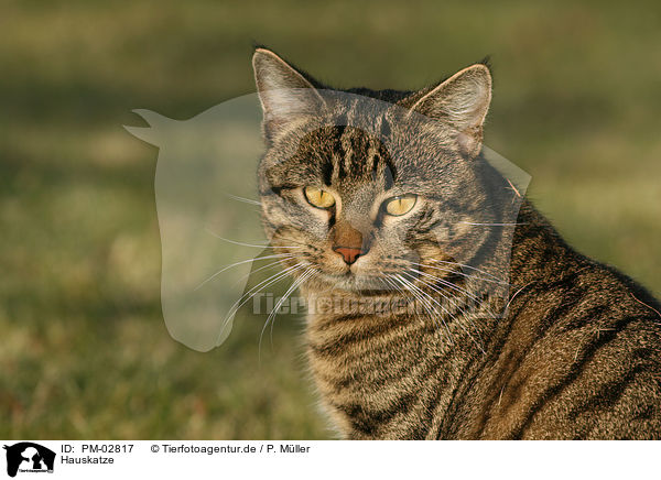 Hauskatze / domestic cat / PM-02817